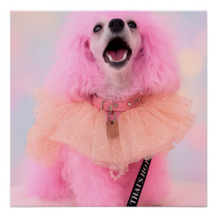 Pôster Isso É Quente Esse É Rosa Retro Kawaii Poodle Post