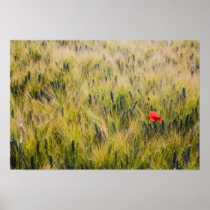 Pôster Itália, Toscana, Papoula solitária no trigo da pri