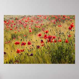 Poster Itália, Toscana, Poppies no Campo de Trigo Primav