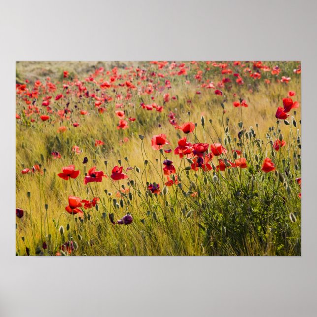 Poster Itália, Toscana, Poppies no Campo de Trigo Primave (Frente)