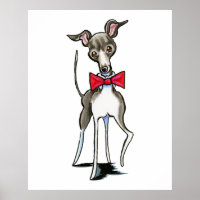 Italiano Greyhound Antonio
