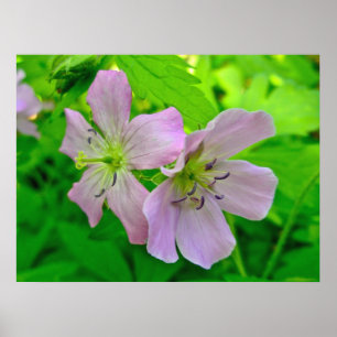 Pôster Itens correspondentes da série Wild Geranium Post