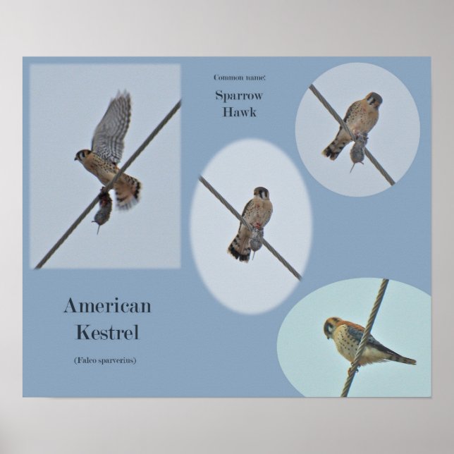Poster Itens do Kestrel Americano (Falco sparverius) Impr (Frente)