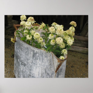 Poster Ivory Zinnias