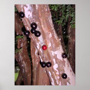 Pôster Jaboticaba