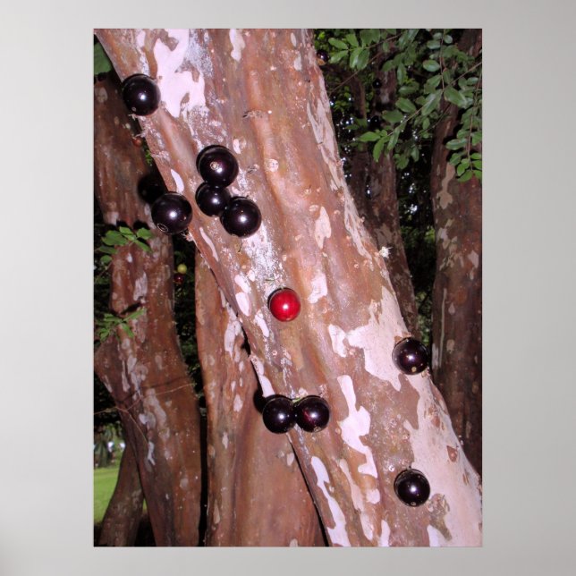 Pôster Jaboticaba (Frente)