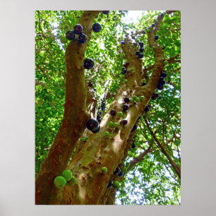 Poster Jaboticaba Tree