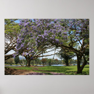 Poster Jacaranda na flor