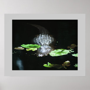 Poster Jacaré