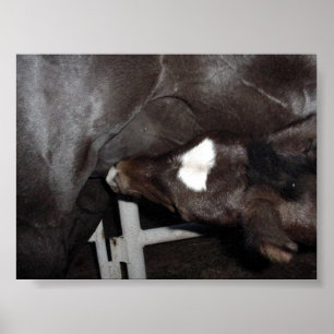 Poster Jack bebe o leite