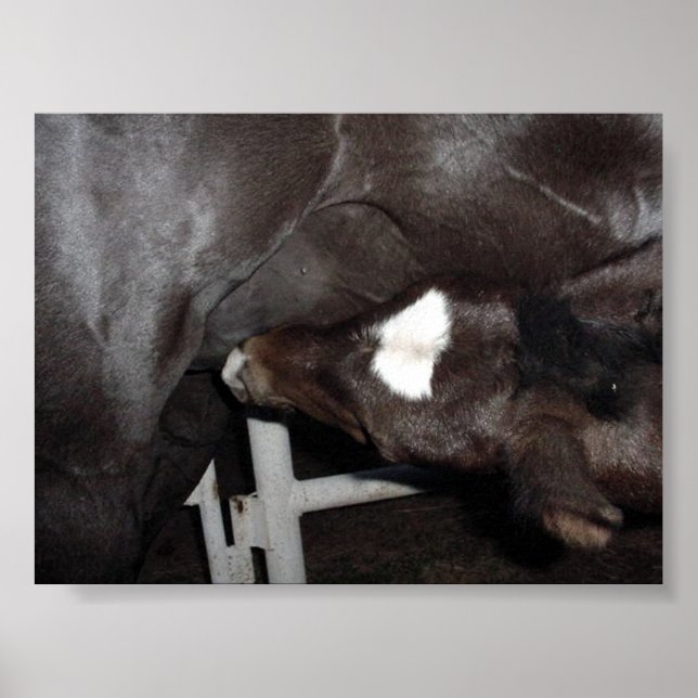 Poster Jack Beber Leite (Frente)