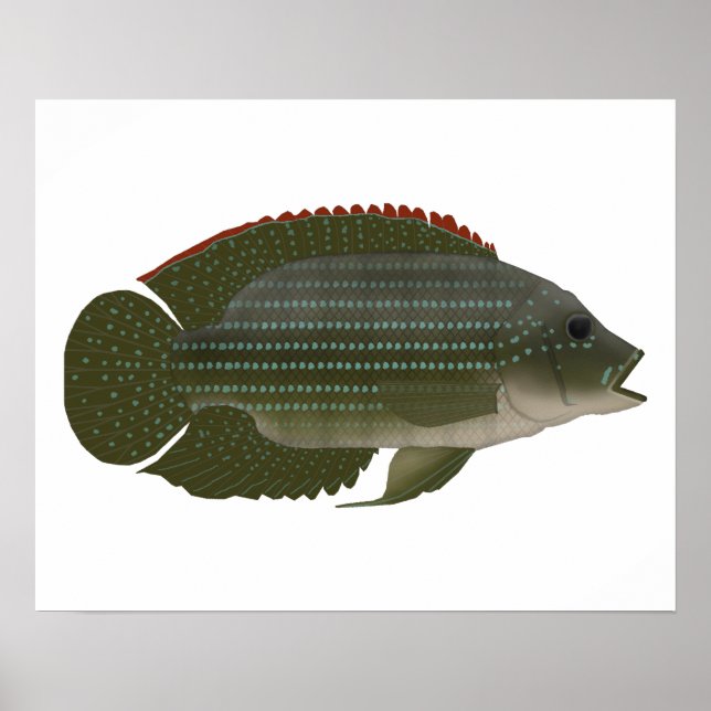 Poster Jack Dempsey (Frente)