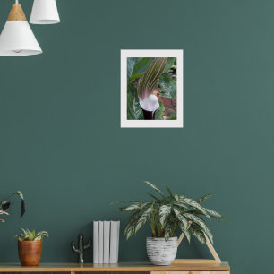 Poster Jack-in-the-Pulpit Plant Floral Photographic