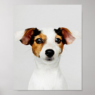 Poster Jack Russell Retriever Puppy