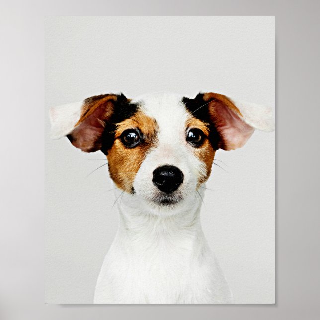 Poster Jack Russell Retriever Puppy (Frente)