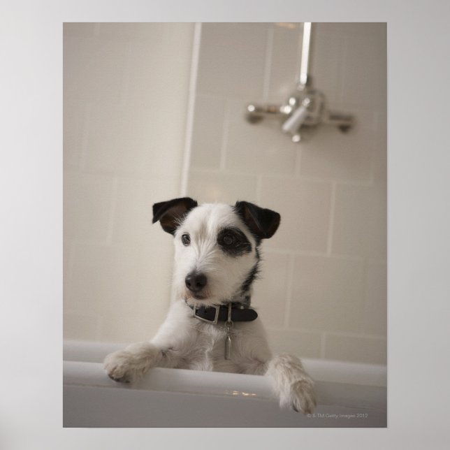 Poster Jack Russell terrier. (Frente)