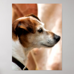 POSTER JACK RUSSELL TERRIER DOG