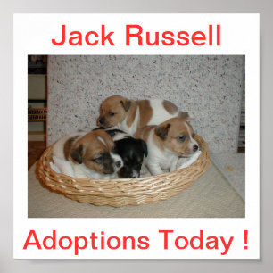 Pôster Jack Russell Terrier Dog Adotion Today Sinal