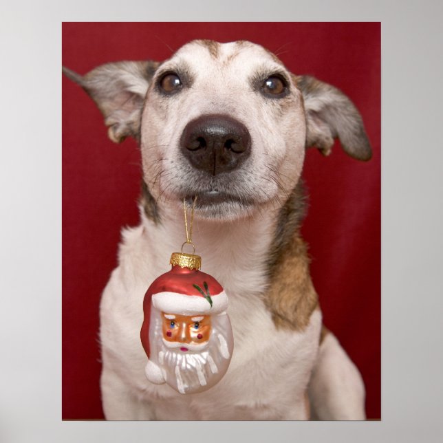 Poster Jack Russell Terrier Holding Christmas Ornament (Frente)