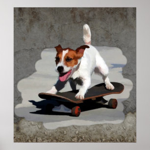 Poster Jack Russell Terrier no skate