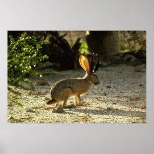 Pôster Jackalope ocidental