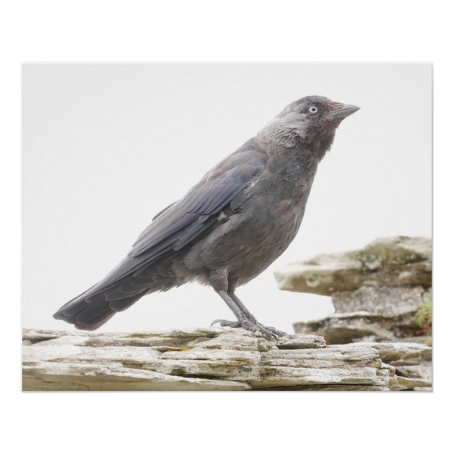 Pôster Jackdaw Poster (Frente)