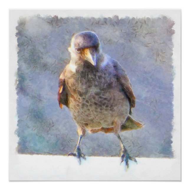 Pôster Jackdaw Watercolor (Frente)