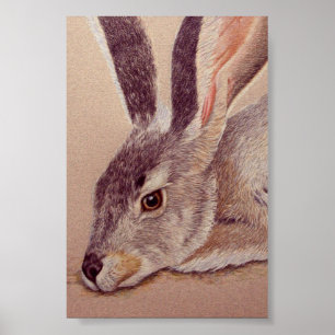 Poster Jackrabbit