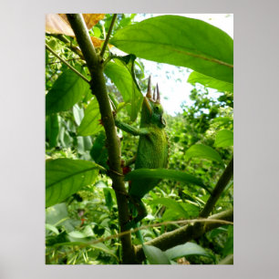 Poster Jackson Chameleon