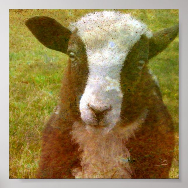 Poster Jacob Lamb (Frente)