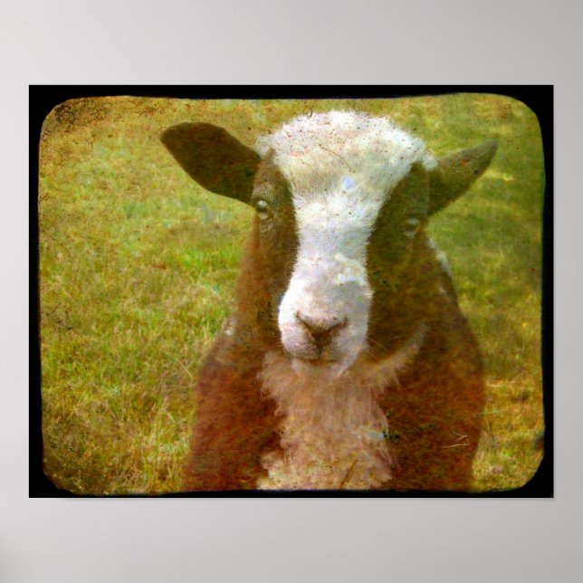 Pôster Jacob Lamb (Frente)