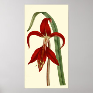 Pôster Jacobbaean Amaryllis