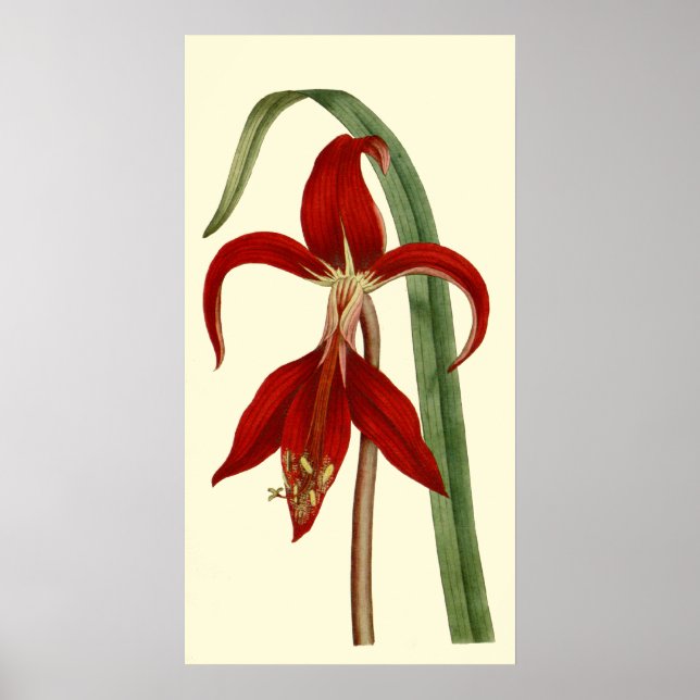 Pôster Jacobbaean Amaryllis (Frente)
