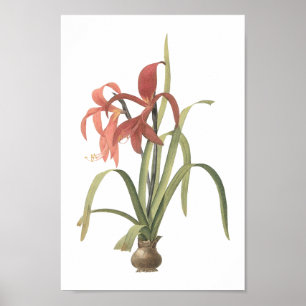 Pôster jacobean lily (Amaryllis formosissima) por Redouté