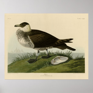 Poster Jager (Pomarine Jaeger) Adubon's Birds of America