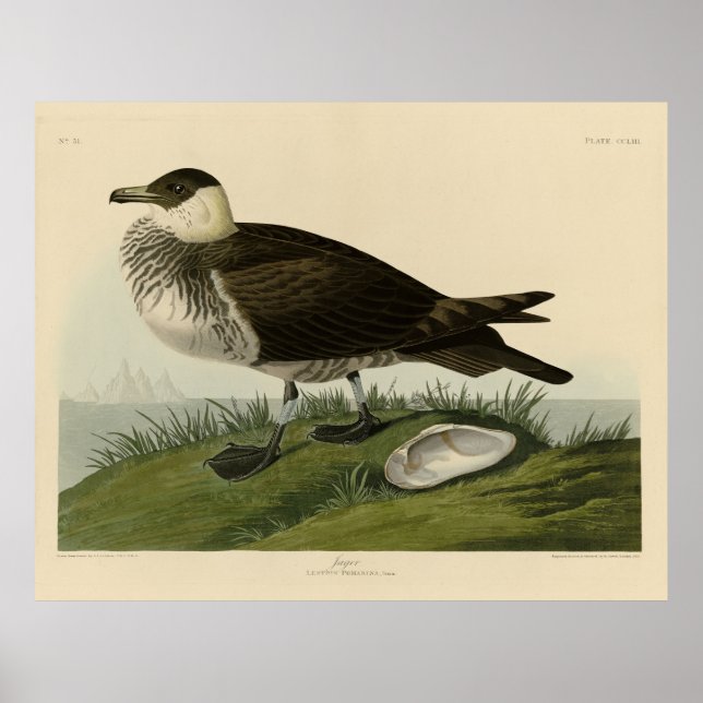 Poster Jager (Pomarine Jaeger) Adubon's Birds of America (Frente)