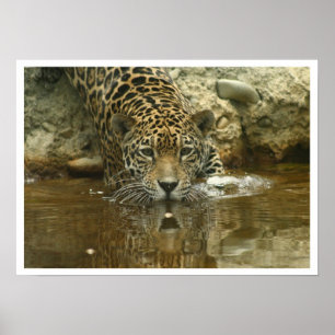 Pôster Jaguar