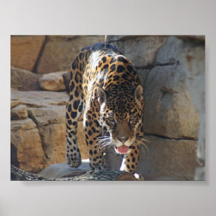 Pôster Jaguar