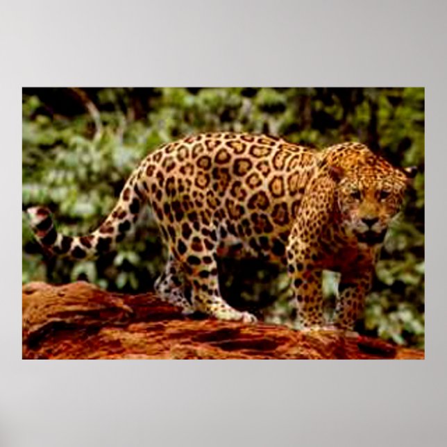 Pôster Jaguar (Frente)