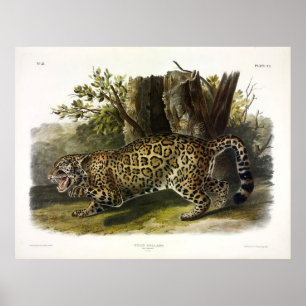 Poster Jaguar (Felis Onca) (Panthera onca) por Audubon