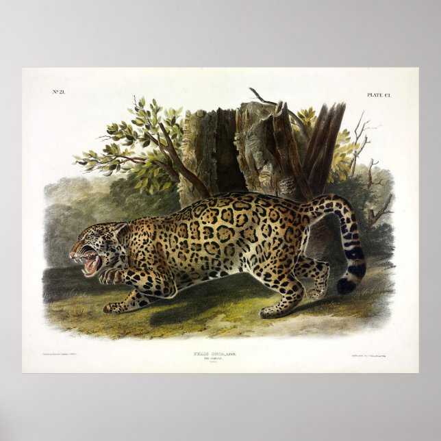 Poster Jaguar (Felis Onca) (Panthera onca) por Audubon (Frente)