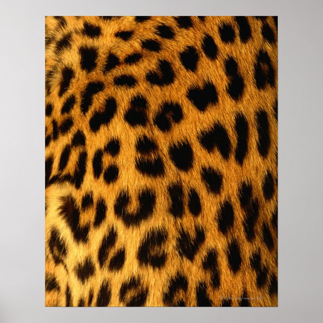 Pôster Jaguar fur (Frente)