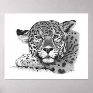 Pôster Jaguar no lápis