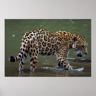 Poster Jaguar (onca do Panthera) no rio enlameado