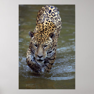 Pôster Jaguar (onca do Panthera) no rio enlameado