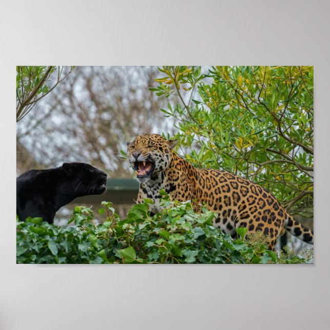 Poster Jaguar Pair (Frente)