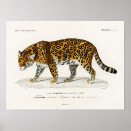 Poster Jaguar Panthera Onca Charles D'Orbigny