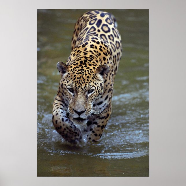 Pôster Jaguar (Panthera onca) no rio lama (Frente)