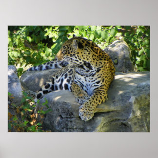 Poster jaguar para cima, tiro de cheio próximo