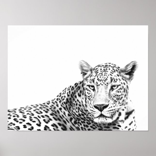 Poster Jaguar preto e branco moderno de 16 x 12 polegadas (Frente)